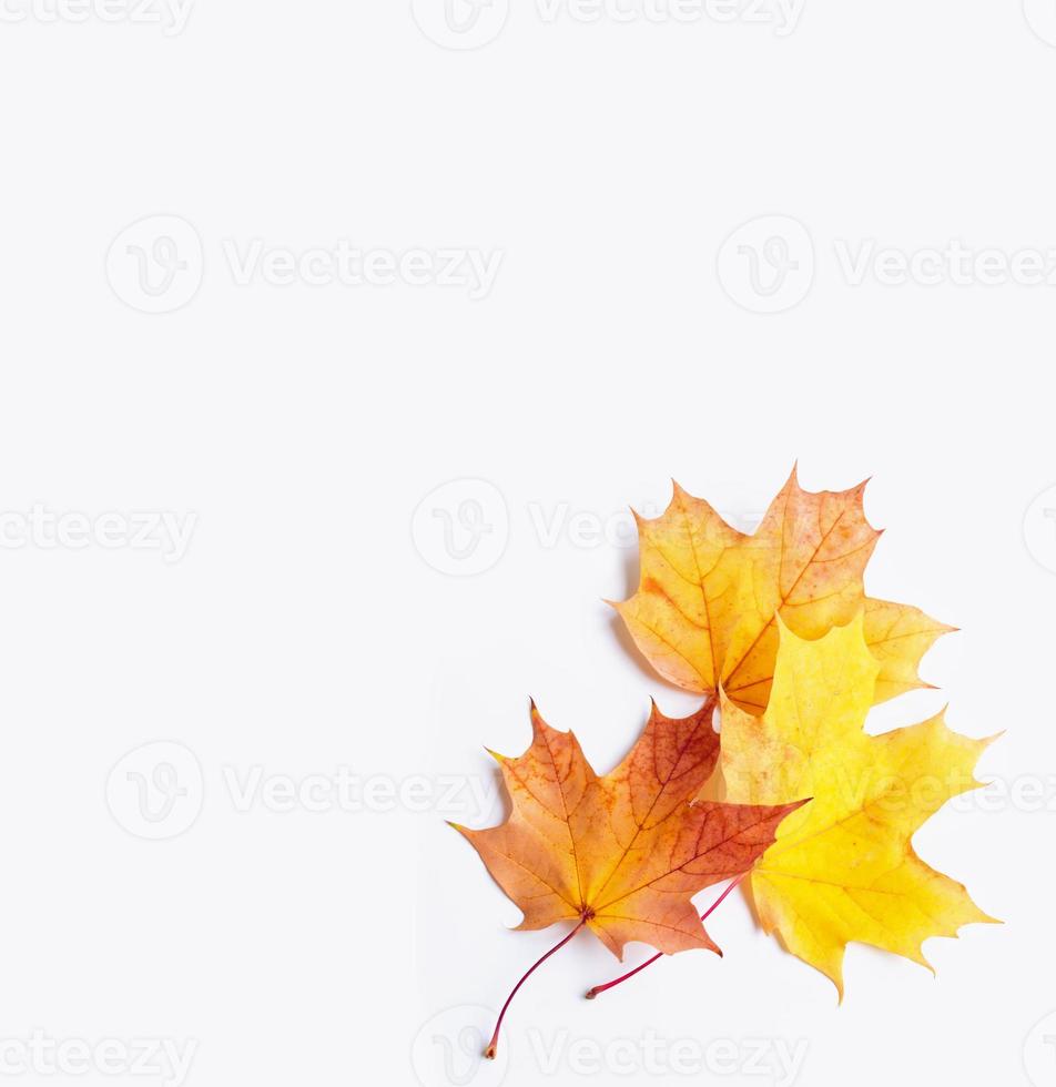 feuilles d'automne aux couleurs vives photo