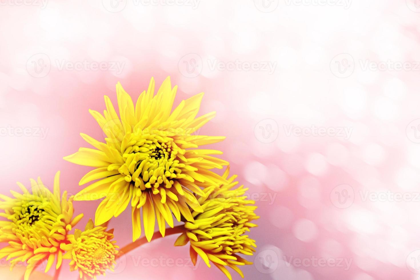 fond fleuri. fleurs chrysanthèmes photo