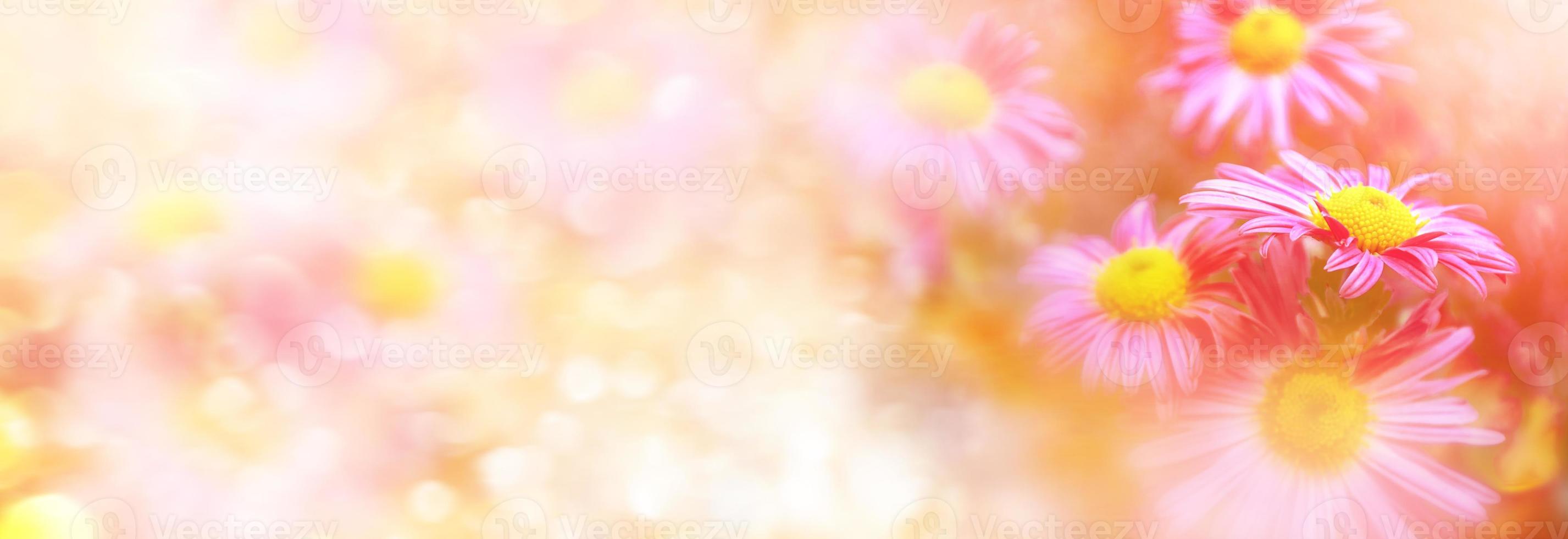 fleurs de chrysanthème colorées sur fond de paysage d'automne photo