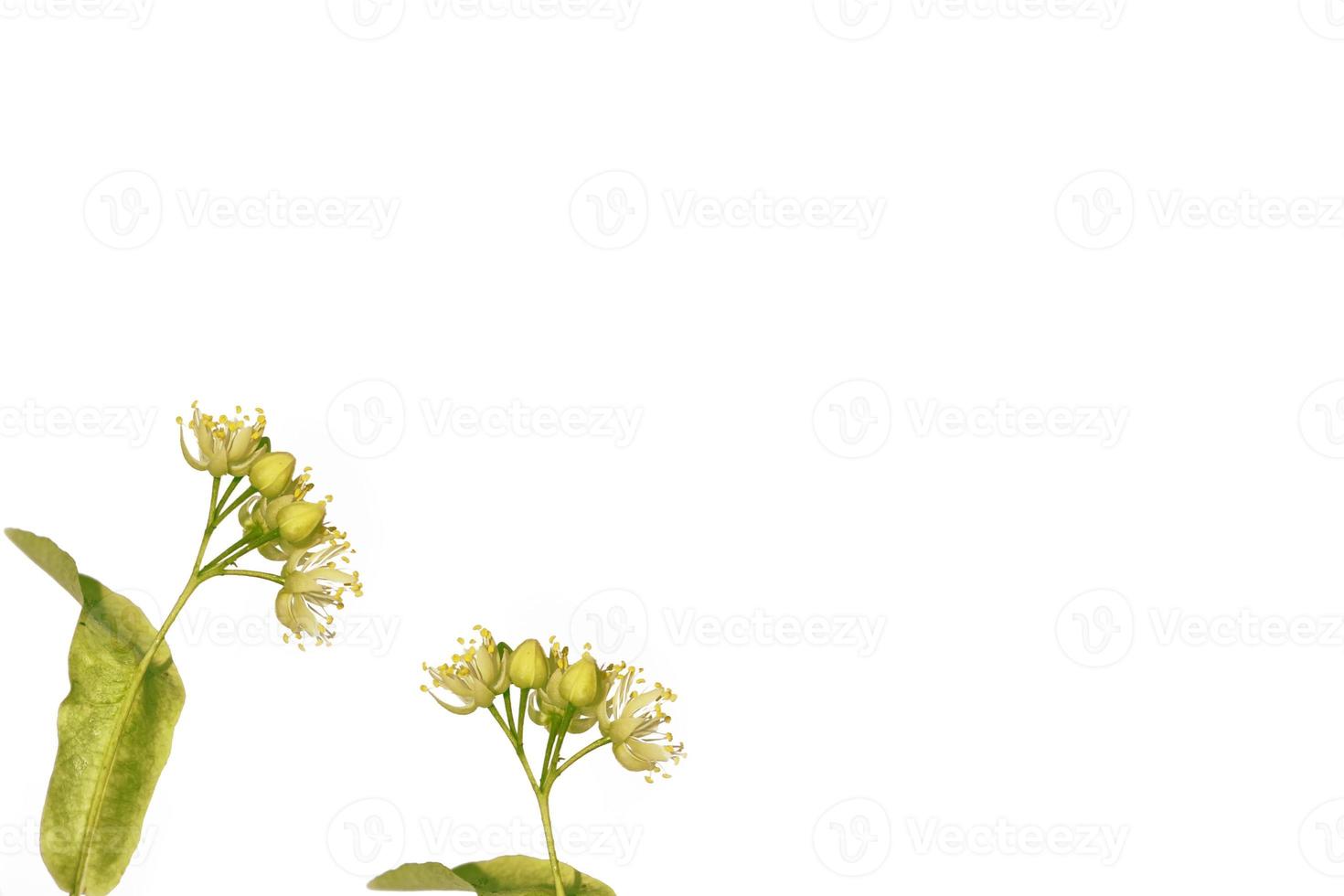 fleurs de tilleul colorées isolées sur fond blanc. photo