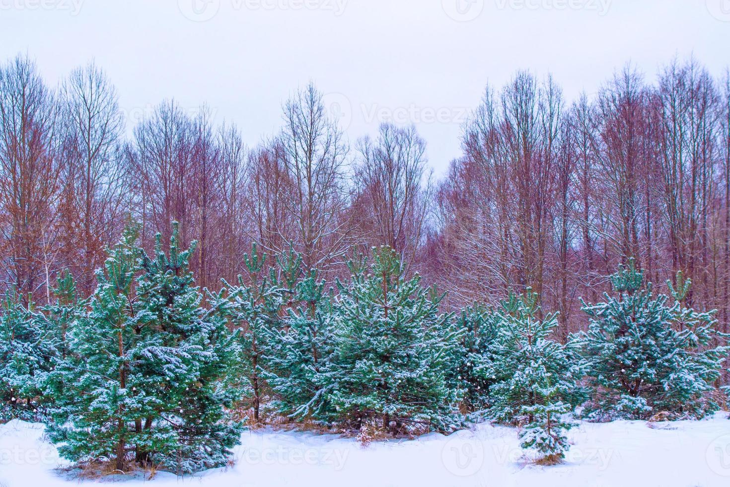 forêt d'hiver gelée avec des arbres couverts de neige. photo