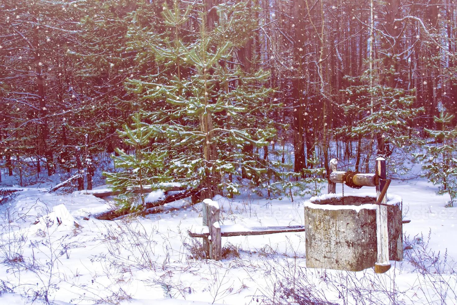 bien dans la forêt d'hiver. photo