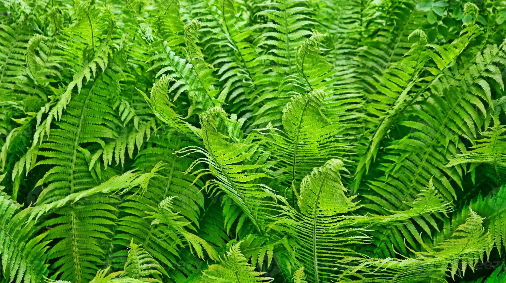 feuilles vertes de la fougère sur fond de paysage d'été. photo