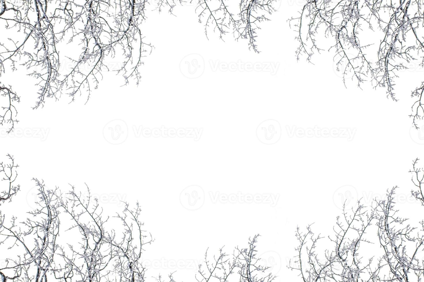 les branches de l'arbre de noël couvert de neige photo