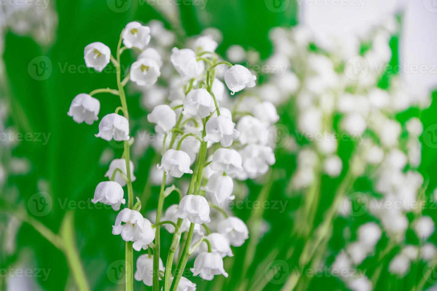 paysage de printemps. fleurs muguet photo