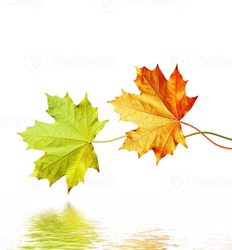 feuilles d'automne isolés sur fond blanc. photo