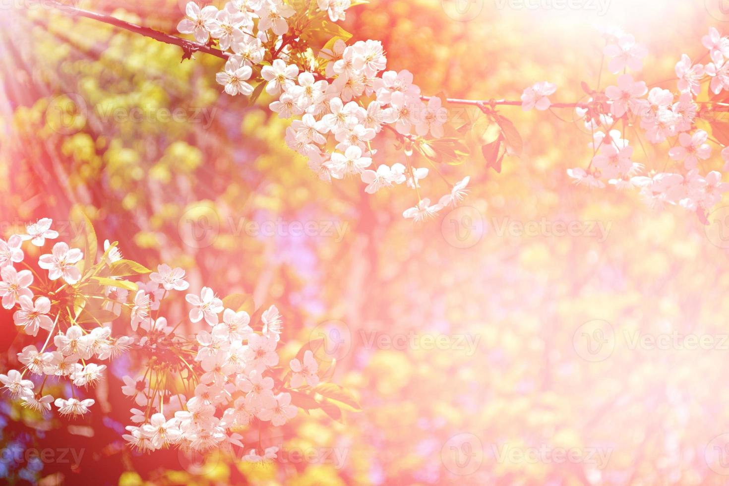 cerisier en fleurs. jardin fleuri au printemps. photo