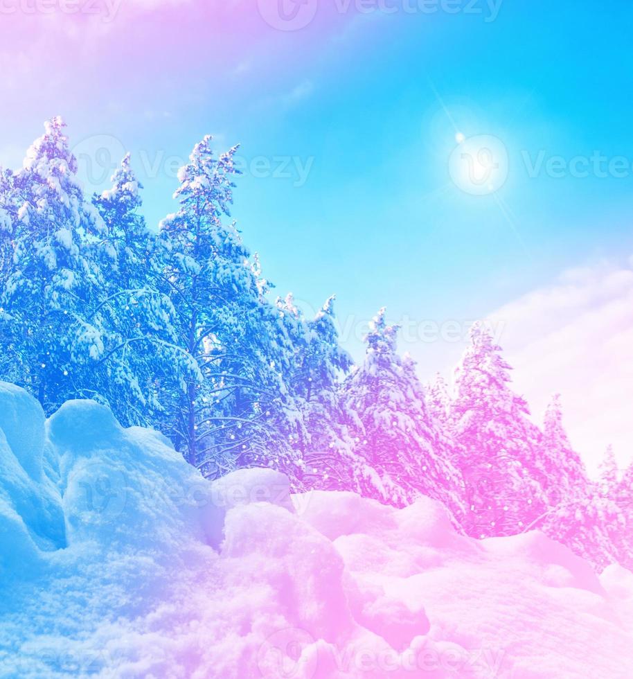 forêt d'hiver gelée avec des arbres couverts de neige. photo