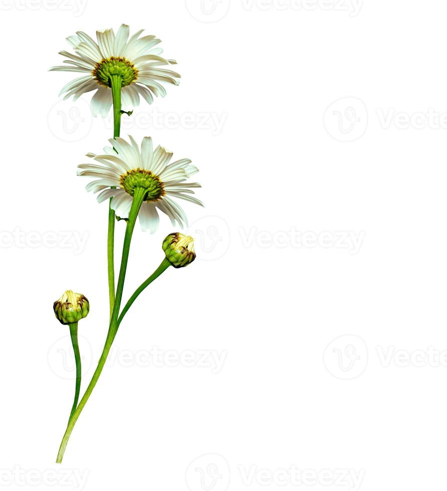 marguerites été fleur blanche isolée sur fond blanc. photo