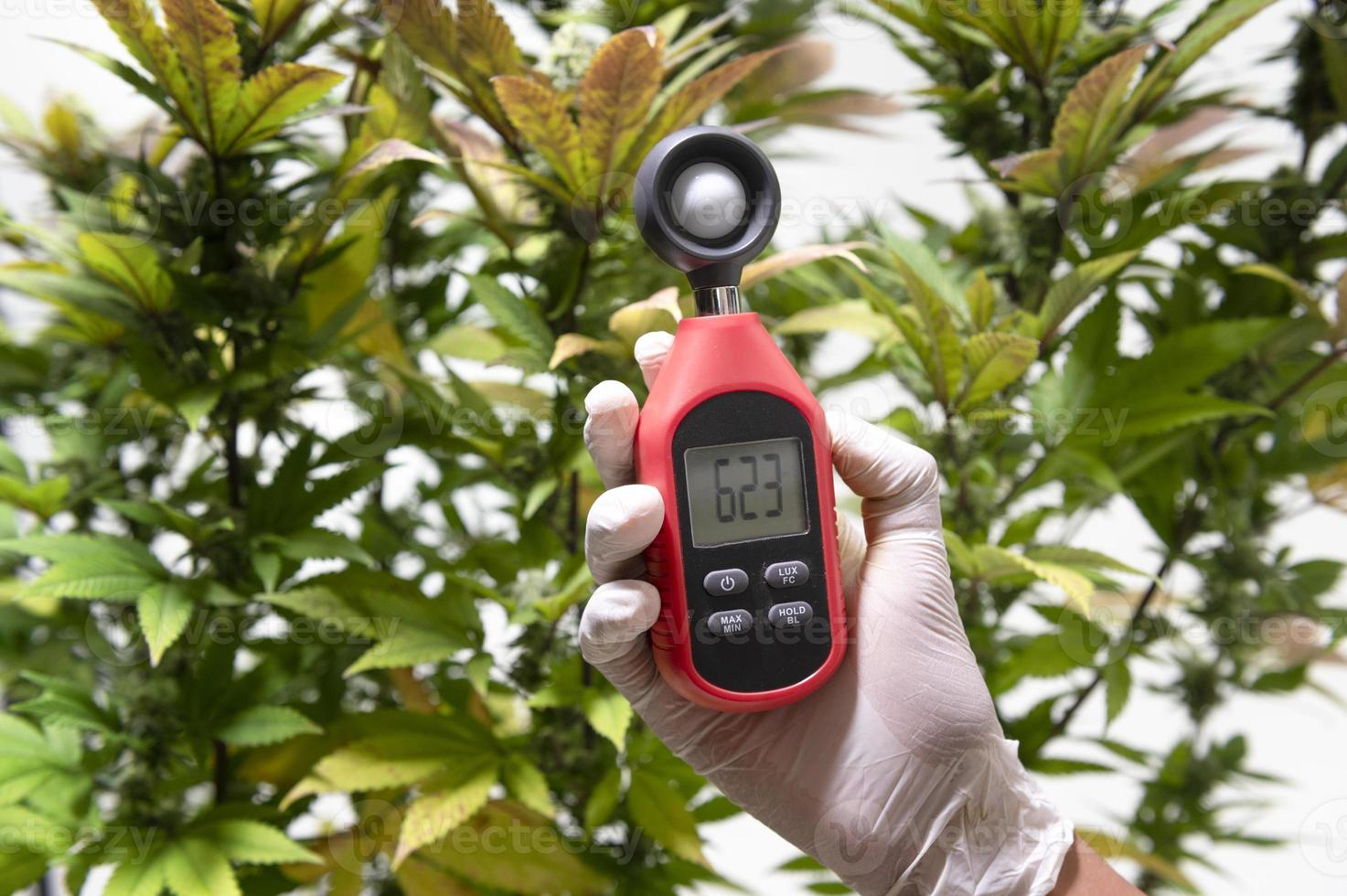professionnel de la santé utilise un thermomètre et un hygromètre pour afficher la température et l'humidité à côté de la plante de cannabis. l'indicateur d'humidité s'affiche sur l'hygromètre de l'appareil. photo