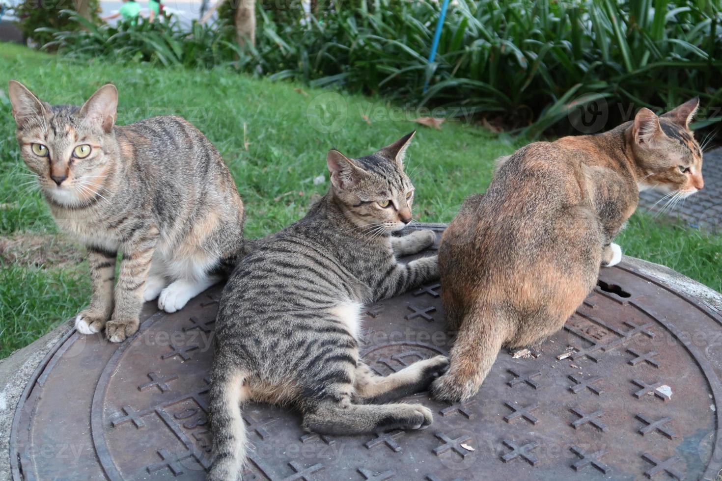 le chat brun, le chat tigré et le chat gris sont assis et couchés sur des plaques d'égout photo