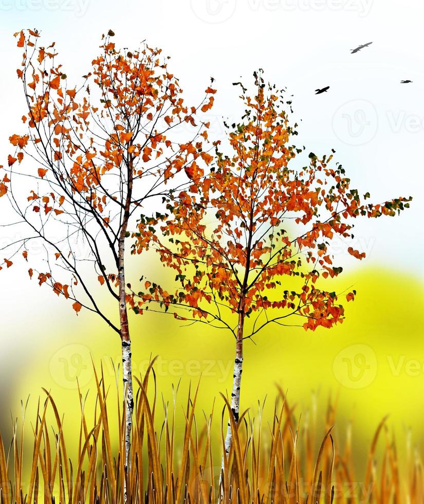 paysage d'automne. beaux arbres d'automne colorés dans le parc photo