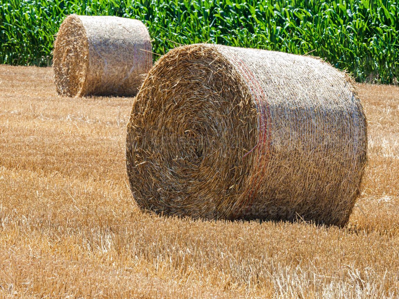 balles de foin en forme de cylindre dans les champs d'alsace. photo