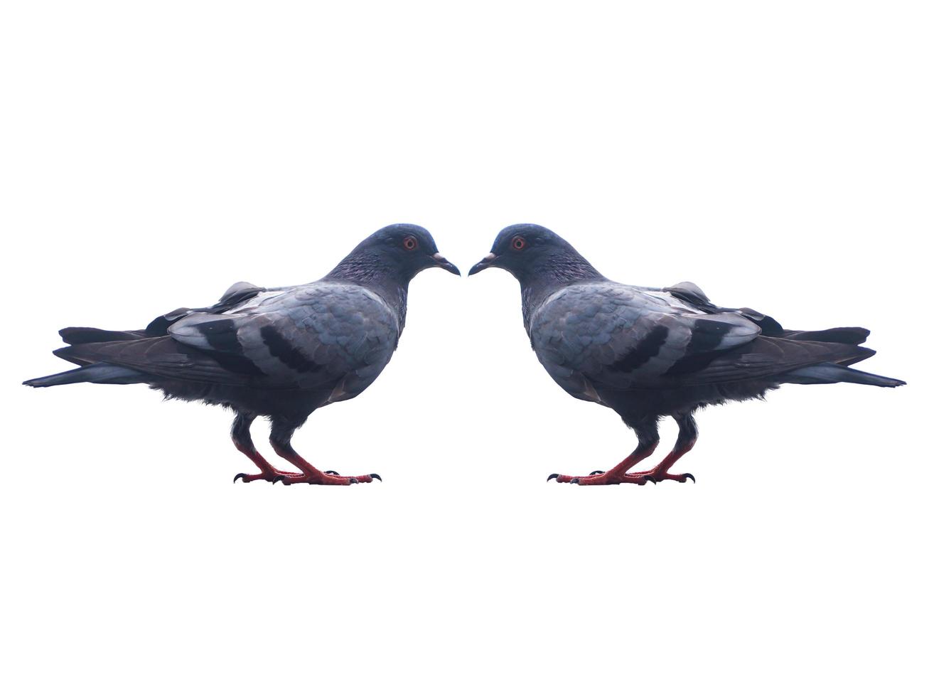 une paire de pigeons sur fond blanc photo