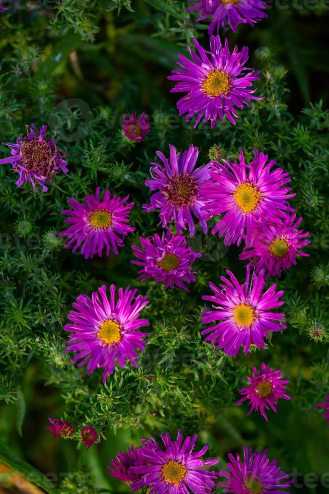 Fleurs d'aster de Nouvelle-Angleterre lilas en fleurs sur une journée d'été ensoleillée en gros plan. michaelmas-marguerite poilue de jardin avec des pétales violets au soleil un jour d'automne. une clairière de fleur violette sur fond vert. photo