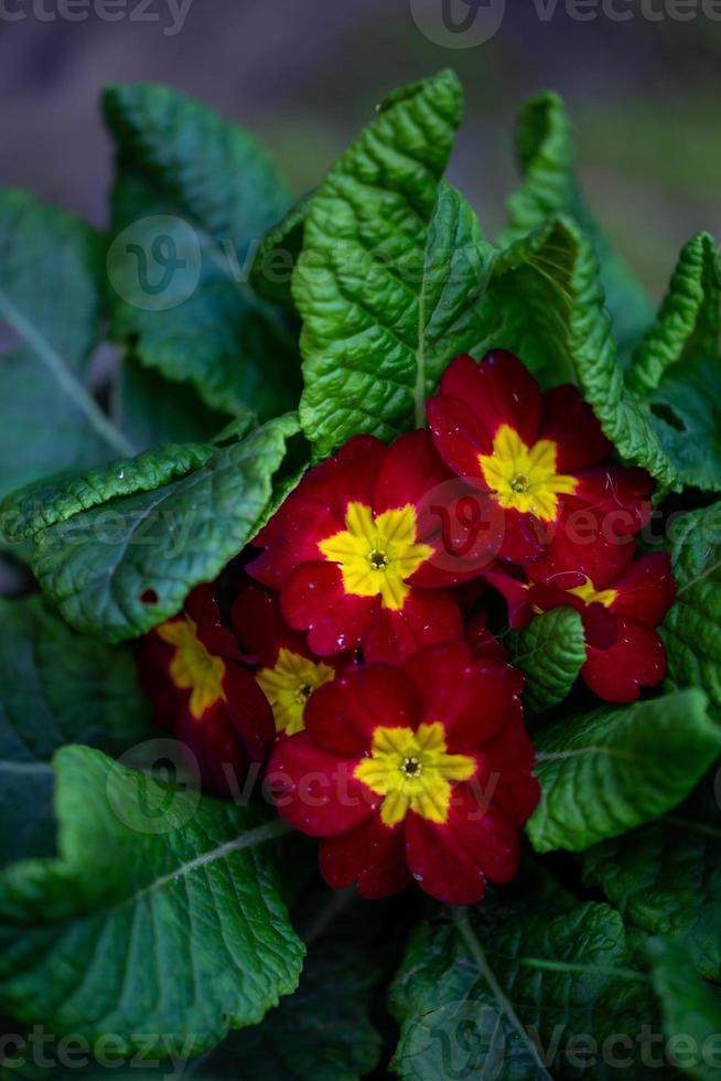 photographie macro de fleur de primevère rouge et jaune un jour d'été. fleur de primevère avec photo en gros plan de pétales rouge foncé. plante à fleurs bicolores avec des feuilles vertes dans le jardin d'été.