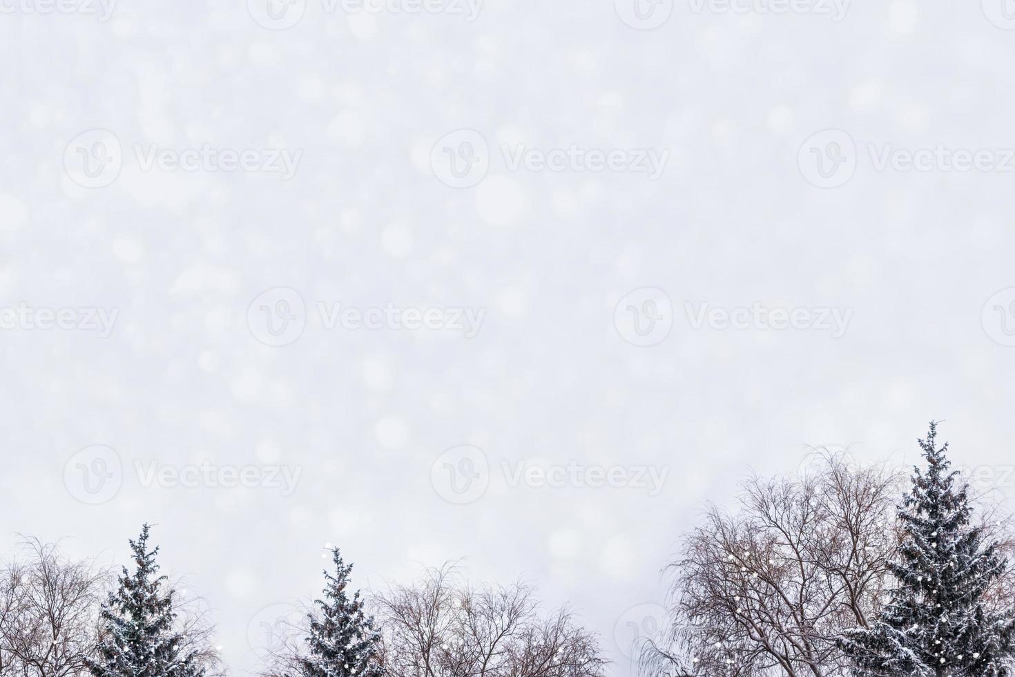 flou. forêt d'hiver gelée avec des arbres couverts de neige. photo