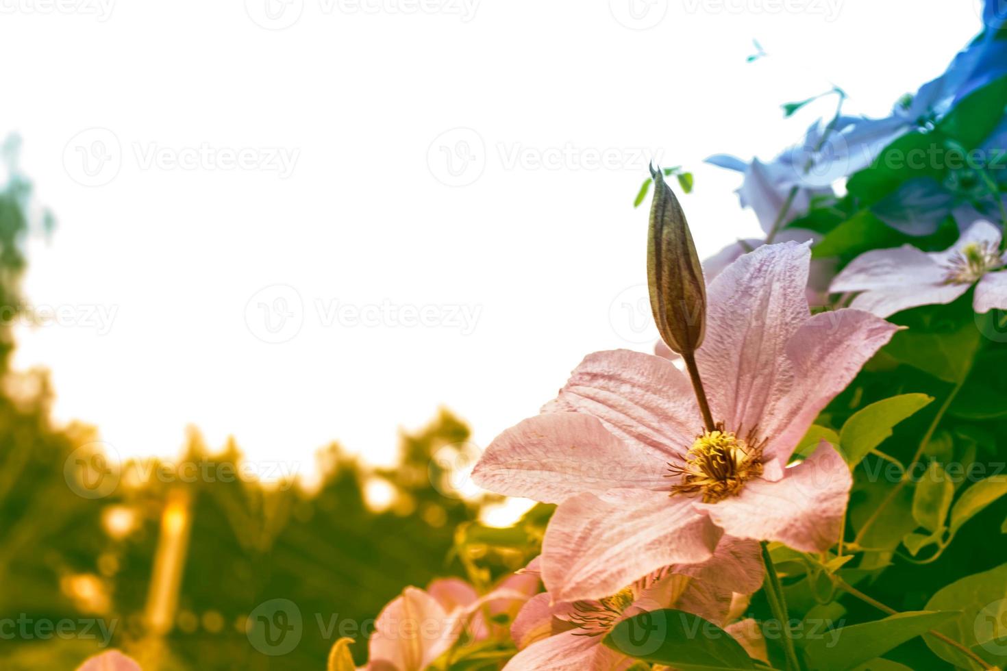fleurs de clématite sur fond de paysage d'été. photo