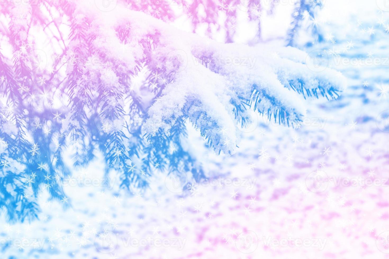 forêt d'hiver gelée avec des arbres couverts de neige. photo