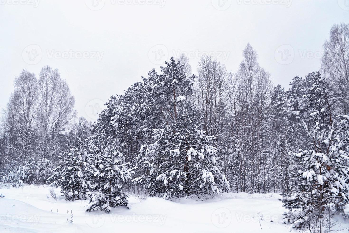 forêt sous le gel. paysage d'hiver. arbres couverts de neige. photo