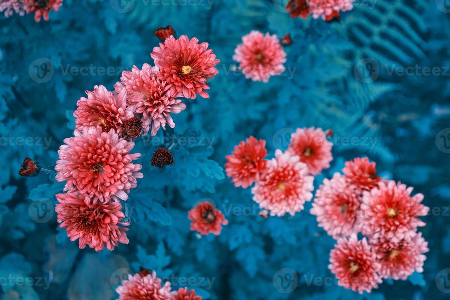 fleurs de chrysanthème colorées sur fond de paysage d'automne photo