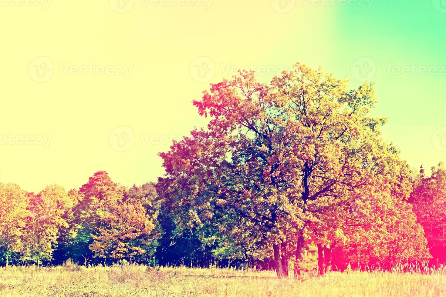 paysage d'automne. arbres colorés dans le parc. photo