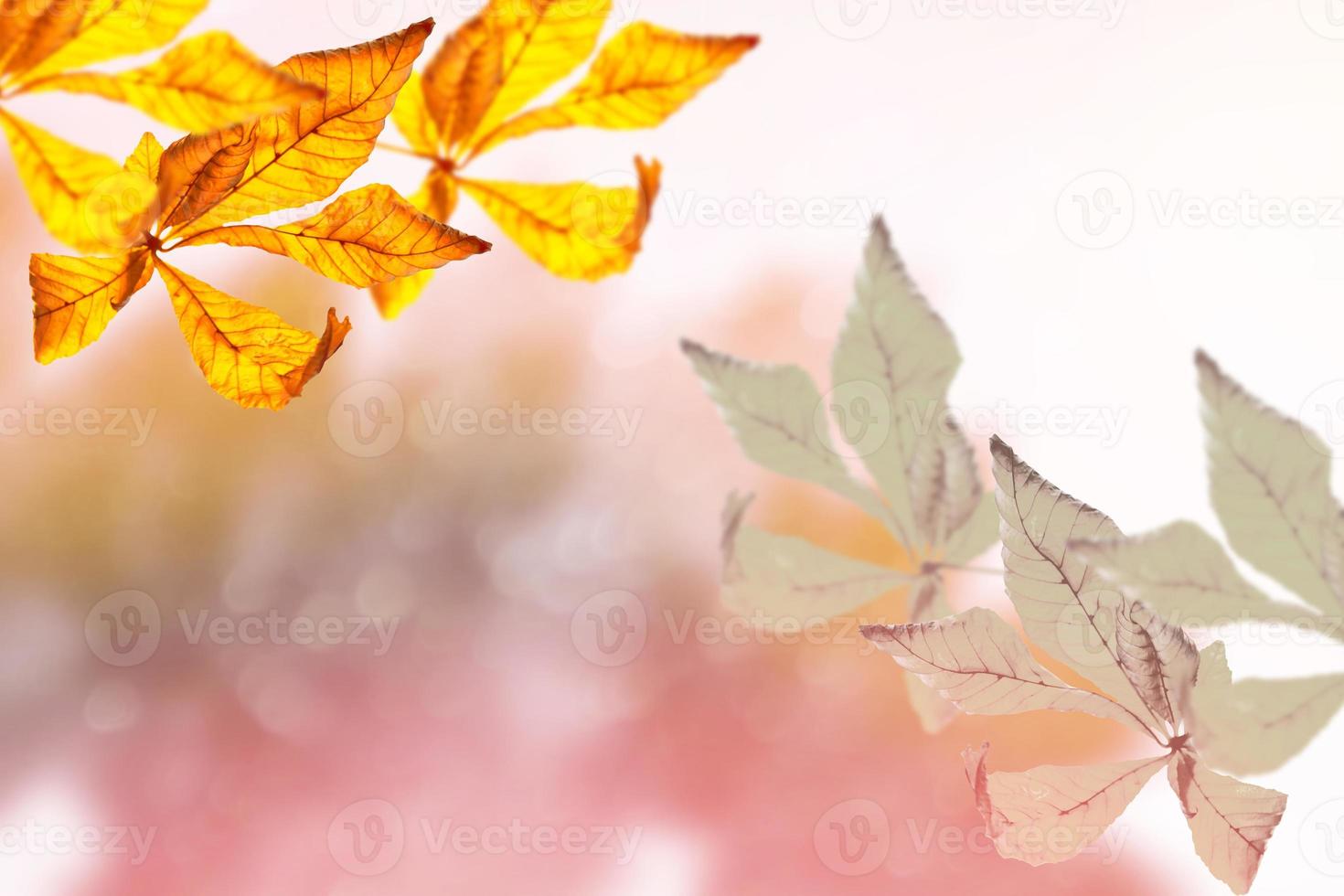 paysage d'automne avec un feuillage coloré et lumineux. été indien. photo