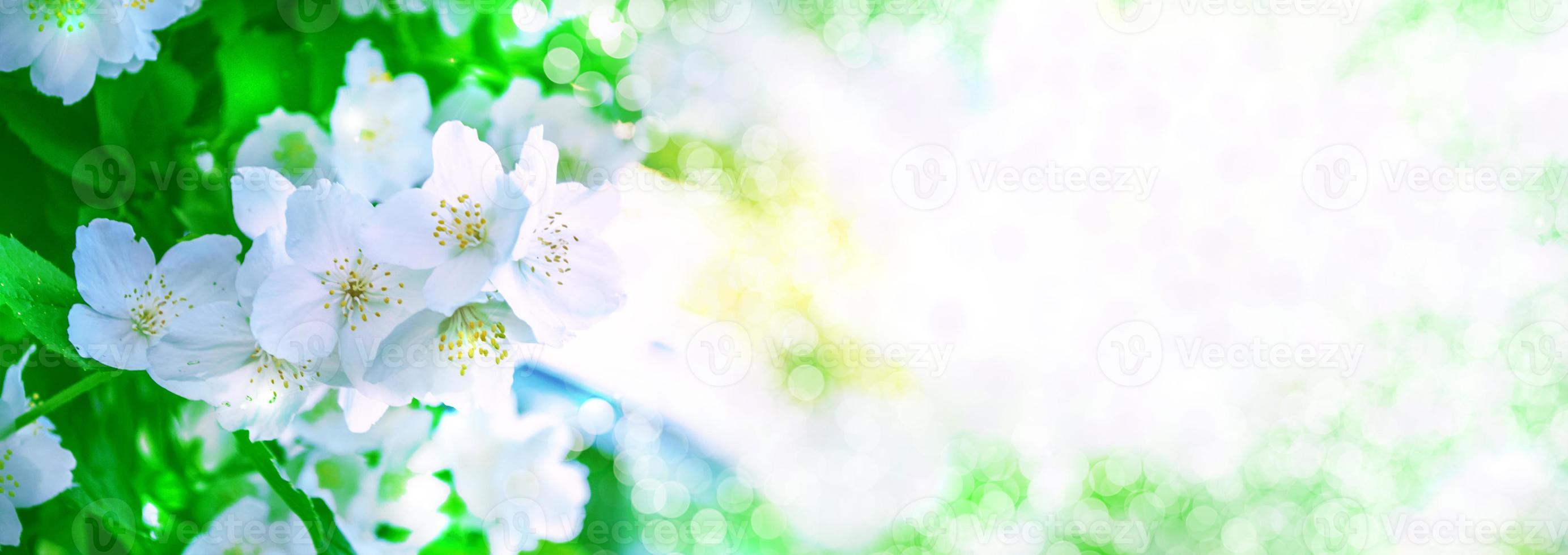 jasmin blanc la branche fleurs printanières délicates photo