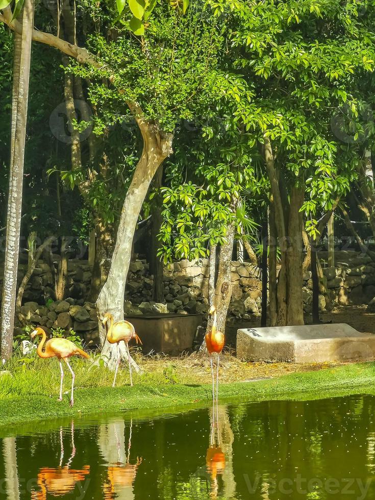 flamants roses dans le lac de l'étang dans un complexe de luxe au mexique. photo