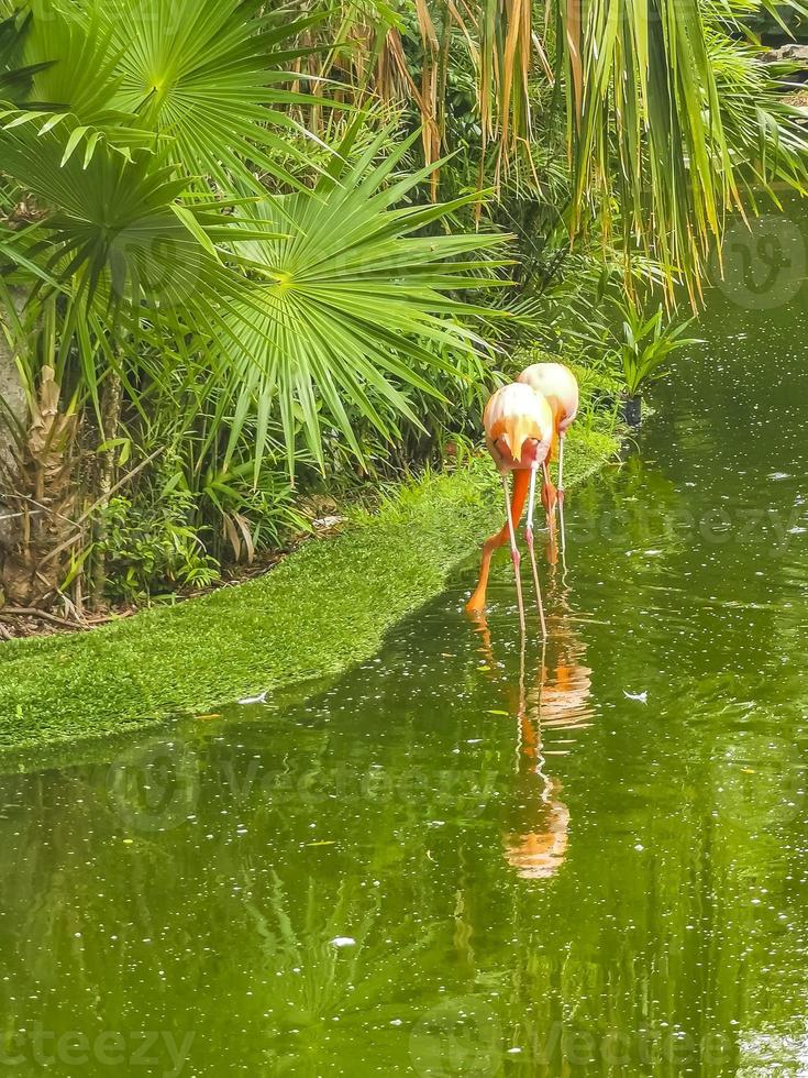 flamants roses dans le lac de l'étang dans un complexe de luxe au mexique. photo