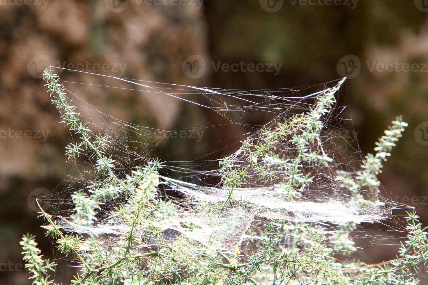 toiles d'araignées - toiles d'araignées sur les branches et les feuilles des arbres dans un parc de la ville. photo