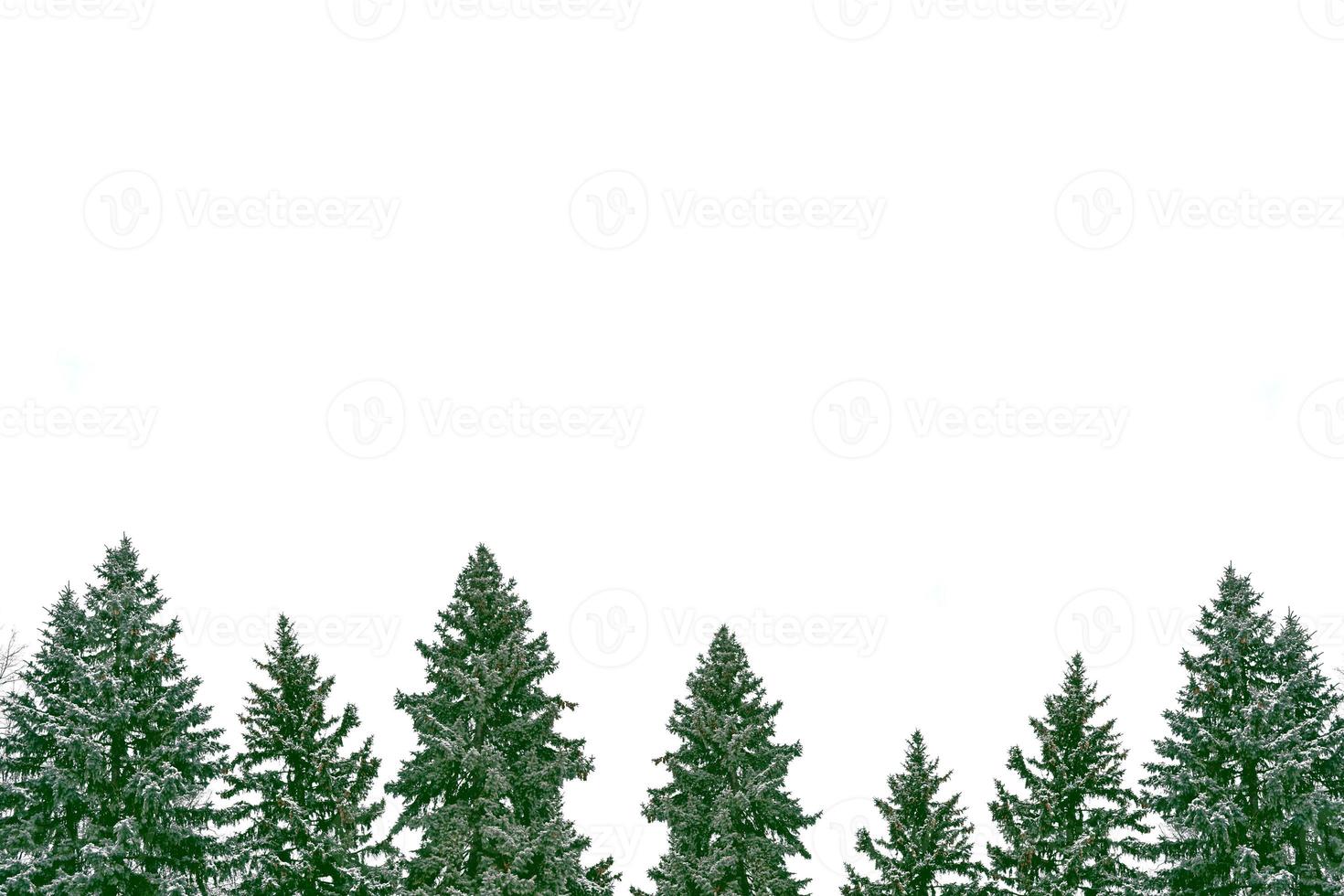 les branches de l'arbre de noël couvert de neige photo