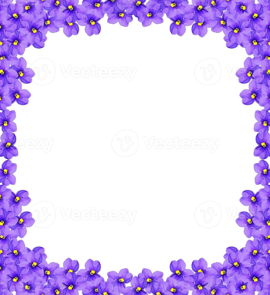 fleurs délicates isolées sur fond blanc photo