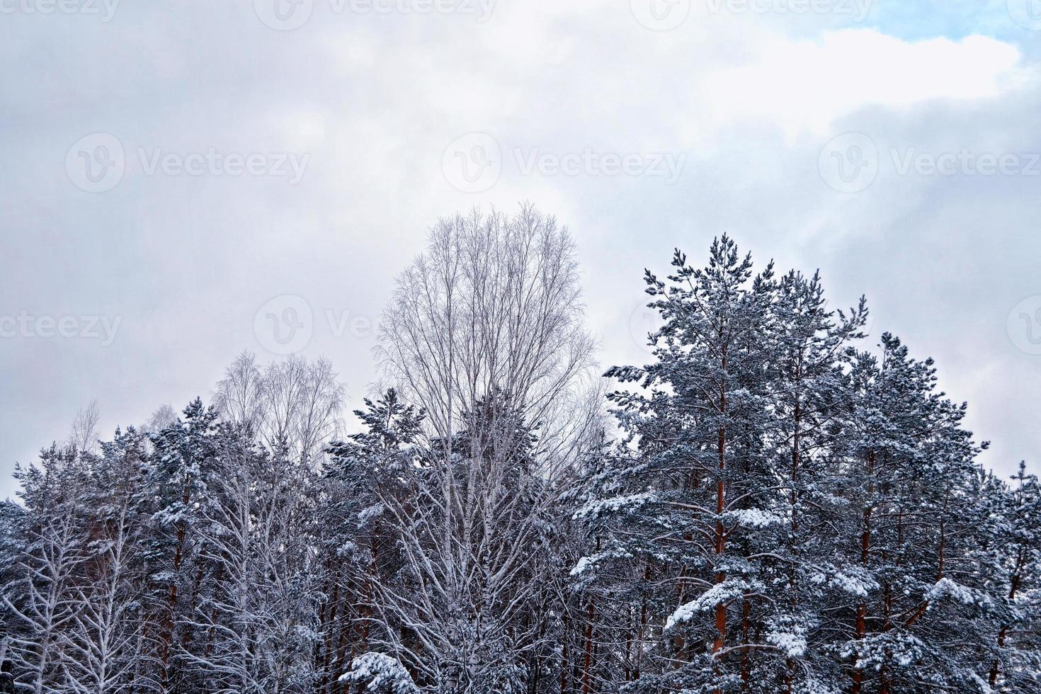 forêt d'hiver gelée avec des arbres couverts de neige. photo