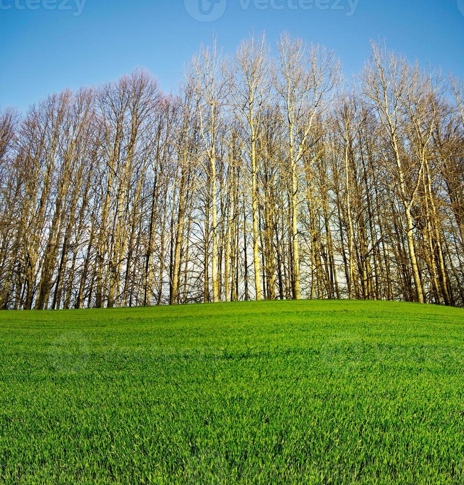 arbres verts dans la forêt. photo