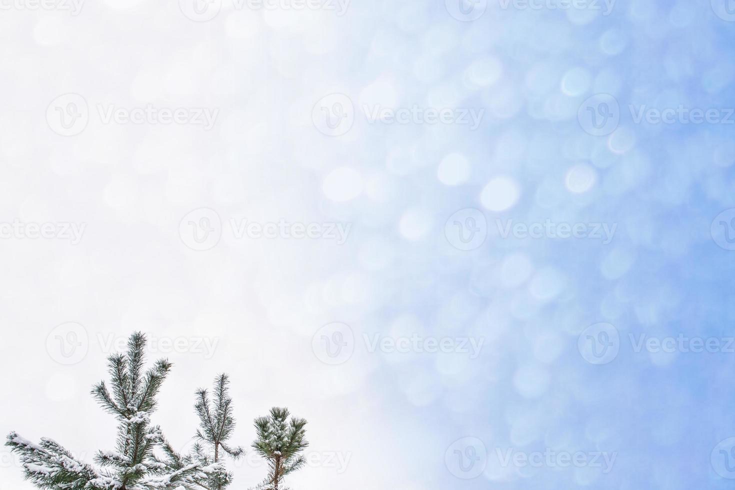 forêt d'hiver gelée avec des arbres couverts de neige. photo