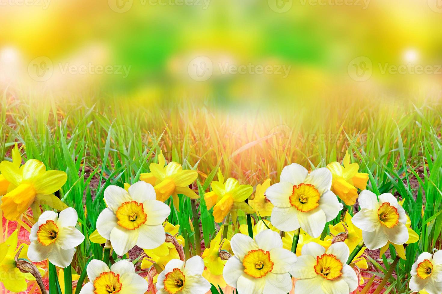 belles fleurs de printemps jonquilles. fleurs jaunes. photo