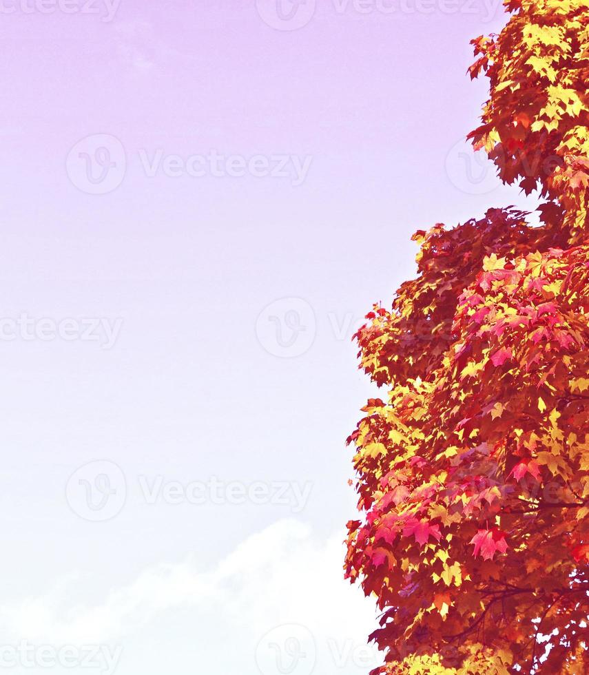 paysage d'automne avec un feuillage coloré et lumineux. été indien. photo