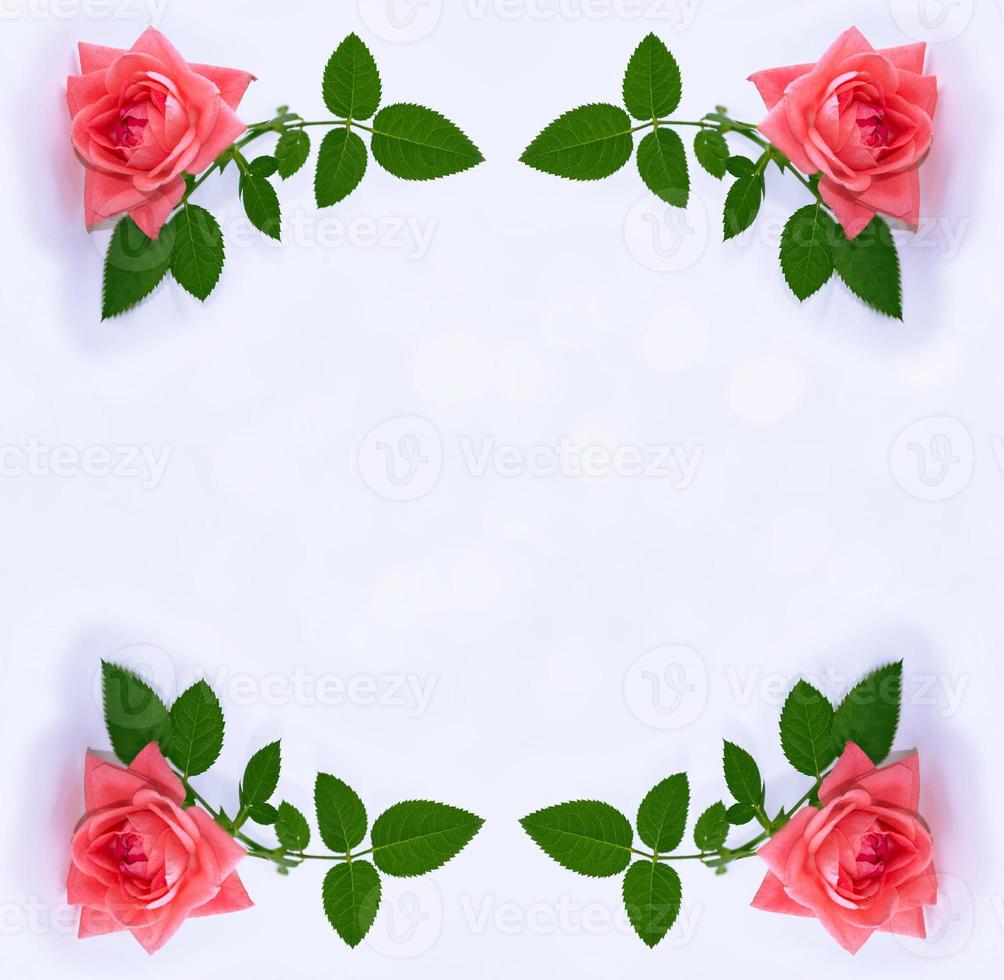 fleur rose aux couleurs vives photo