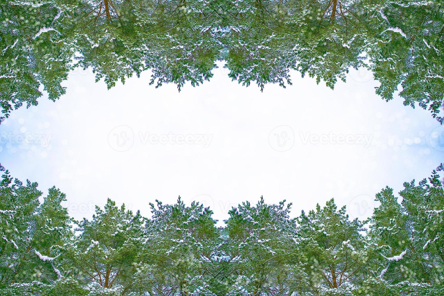 forêt d'hiver gelée avec des arbres couverts de neige. photo