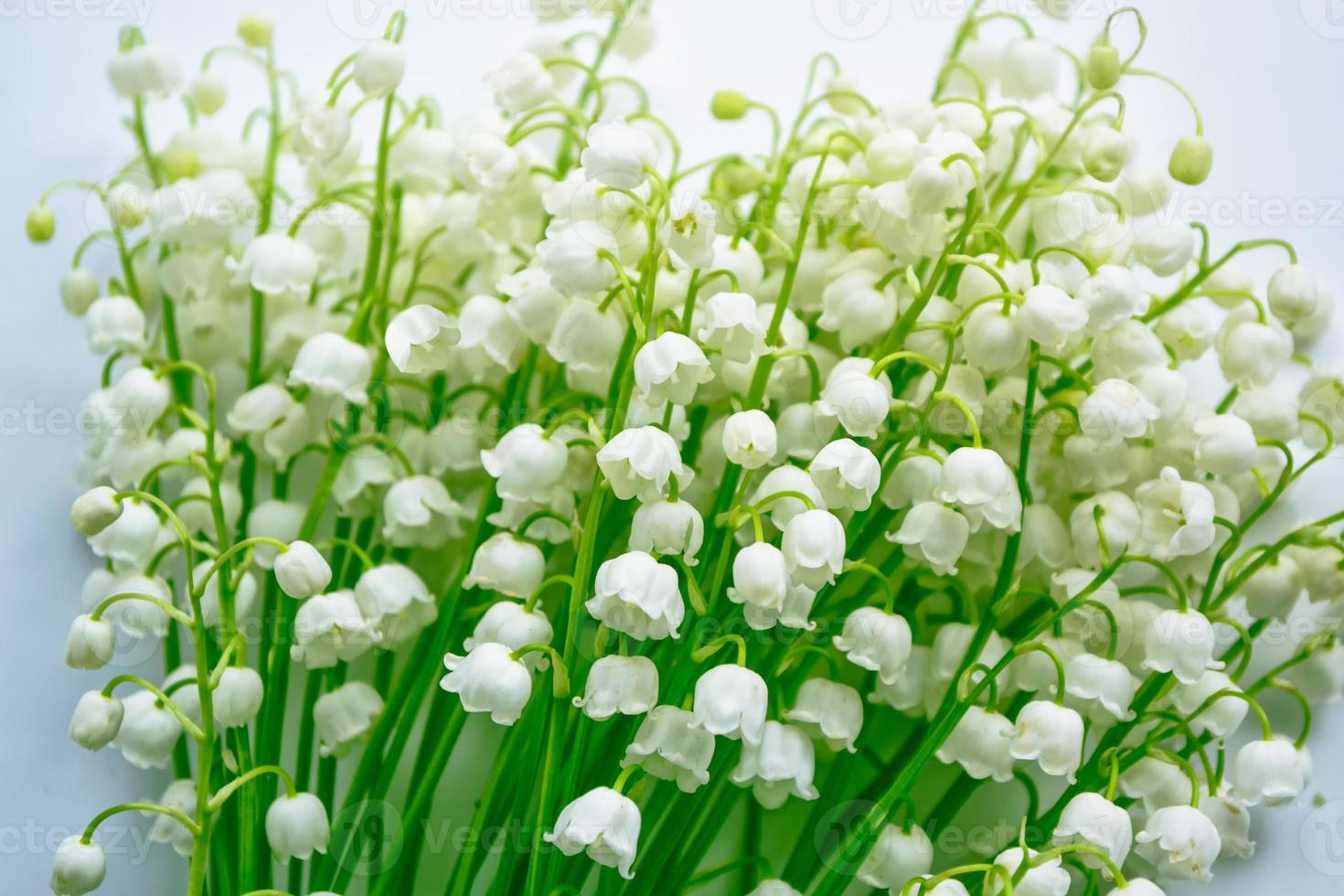 paysage de printemps. fleurs muguet photo