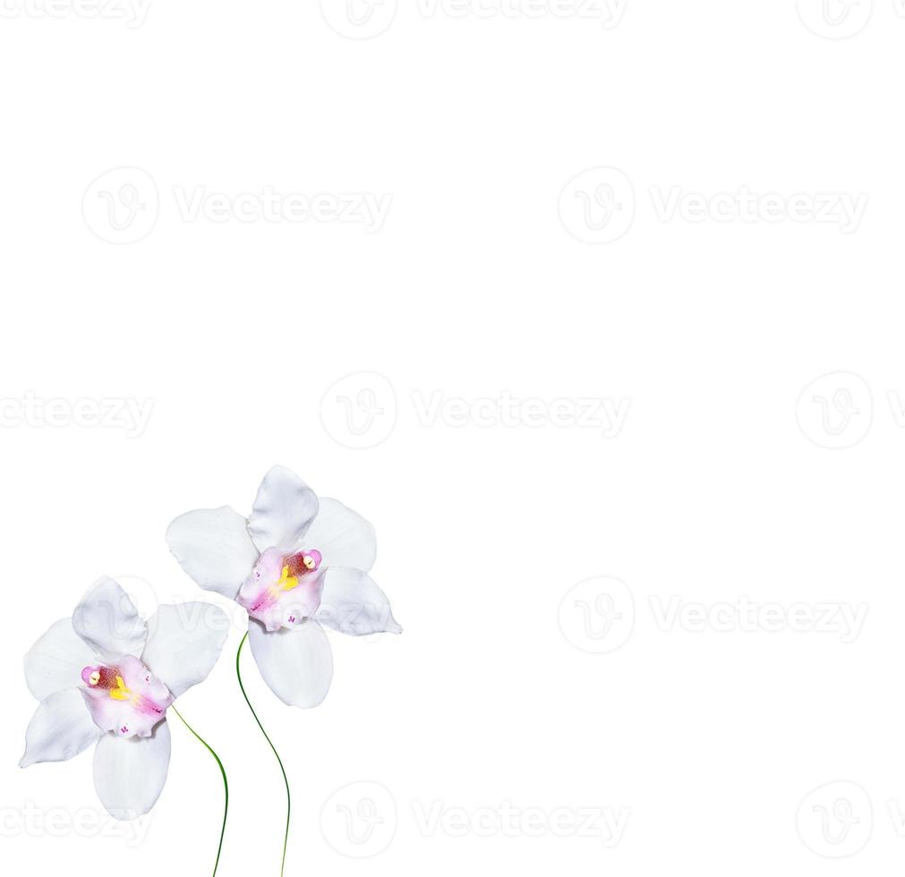 fleur d'orchidée isolée sur fond blanc. photo