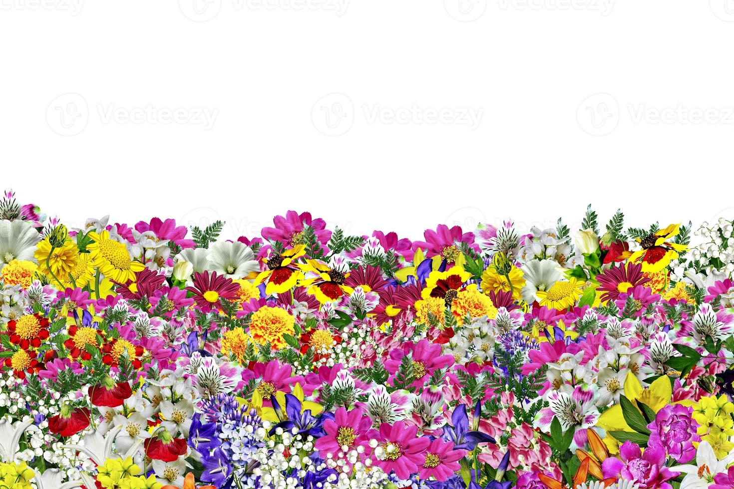 fleurs isolées sur fond blanc photo