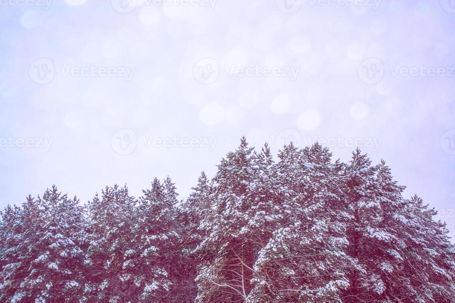 forêt d'hiver gelée avec des arbres couverts de neige. photo