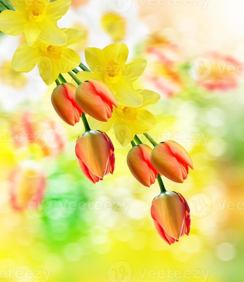 belles fleurs de printemps jonquilles. tulipe rouge photo