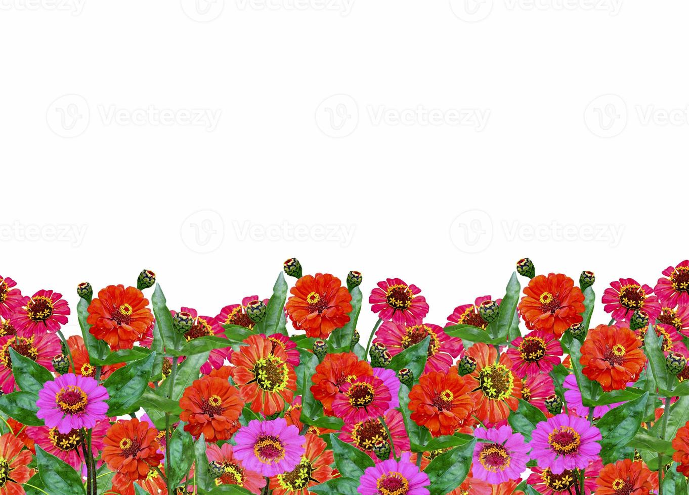 fleurs de zinnia. carte. photo