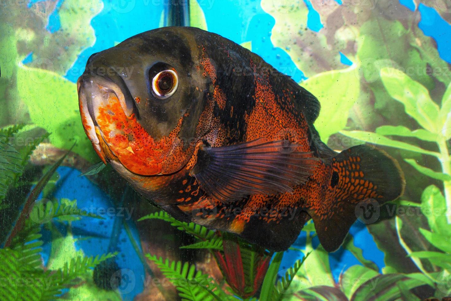 poisson exotique aux couleurs vives photo