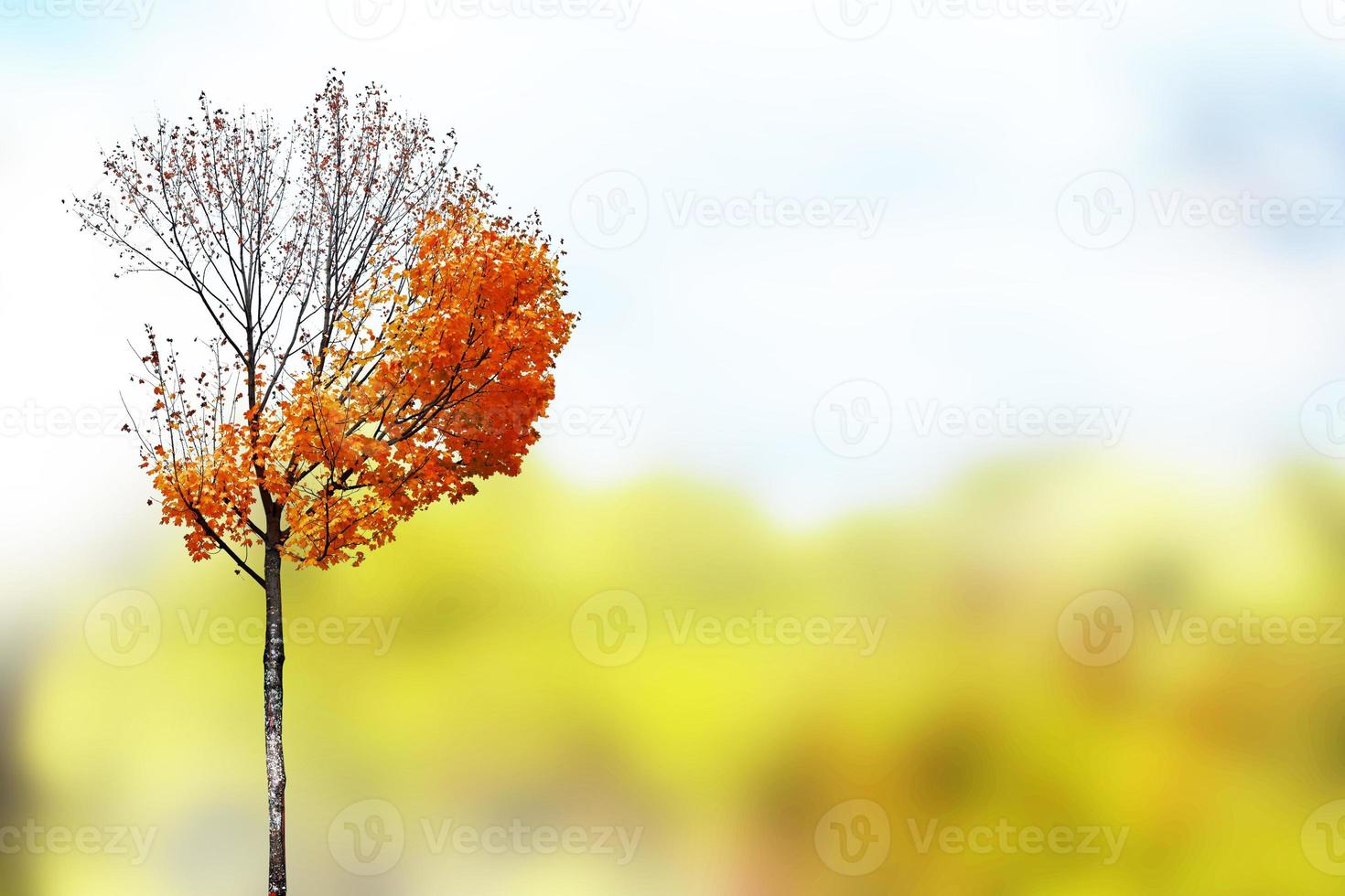 paysage d'automne. beaux arbres d'automne colorés dans le parc photo