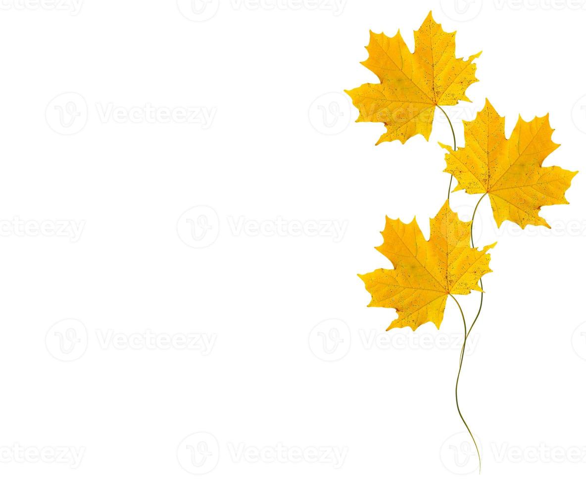 feuilles d'automne isolés sur fond blanc. photo