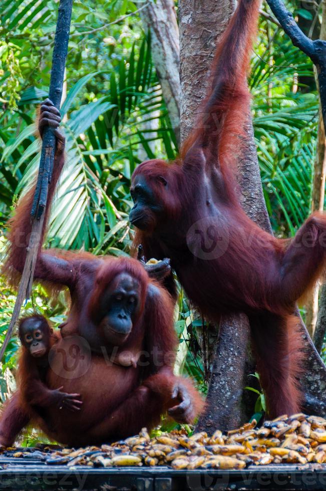deux, orang, outan, pendre, arbre, jungle photo